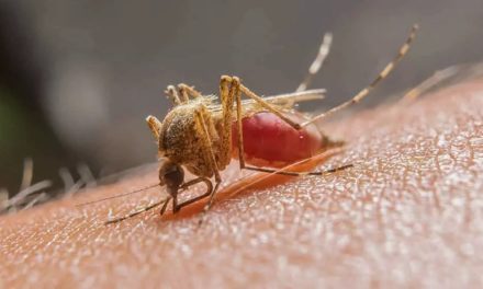 OMS apoya la lucha contra brote de malaria en Haití