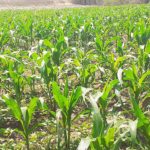 Secretaría de Desarrollo Agrícola apoya a campesinos del Sur de Aragua