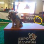 Maracay disfrutó de la Expo Mascota Aragua 2024