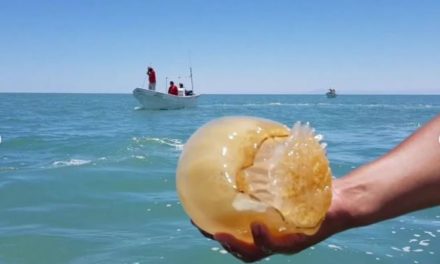 ¿Que sabemos de las medusas Bolas de Cañón?