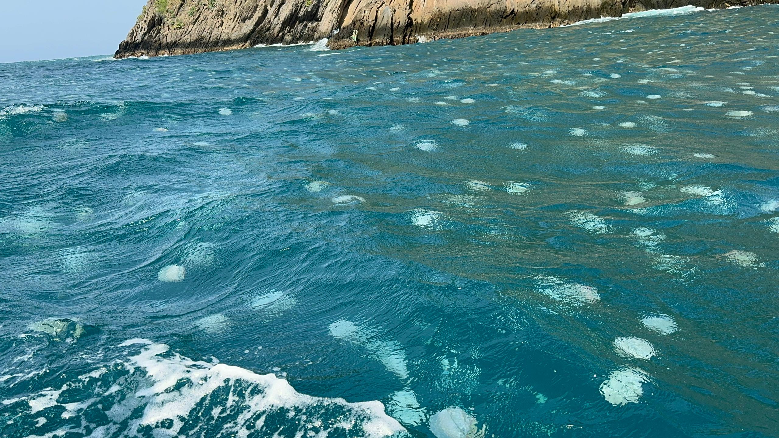 Gobierno bolivariano evalúa fenómeno medusas Bola de Cañón en Aragua