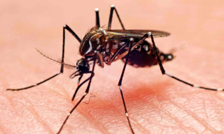 Honduras declaró «alerta máxima» por brote de dengue