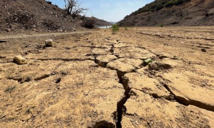 Más de un tercio de selva amazónica no puede recuperarse de la sequía