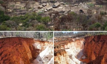 Ministerio de Ecosocialismo y FANB inciaron reforestación de mina «Bulla Loca»