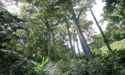 Bosques tropicales cubren cerca del 50% del territorio venezolano