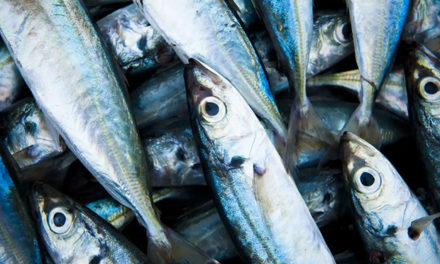 El consumo de pescado azul ayuda a reducir el riesgo cardiovascular