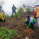 Aragüeños participan en jornadas de reforestación del Henri Pittier