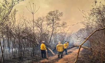 Declaran emergencia por incendios forestales en Bolivia