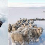 Fuertes nevadas en la Patagonia cubren los animales por completo