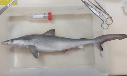 Tiburones dieron positivo en cocaína en las costas de Brasil