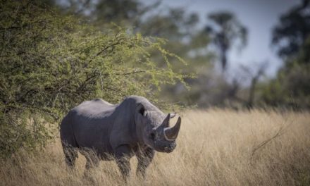 Gobierno de Sudáfrica celebró disminución de caza furtiva de rinocerontes