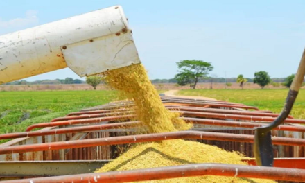 Producción nacional de arroz se prevé aumente a 27% superior al 2023