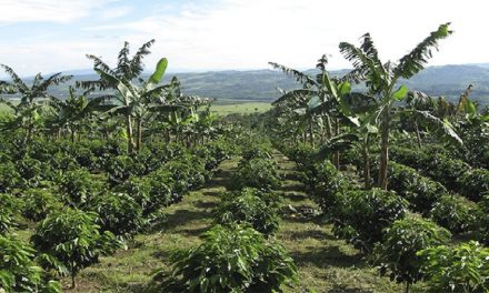 Venezuela se destacó como productor de café de renombre internacional