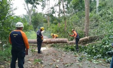 Lluvias en Trujillo causaron fallas en varias vías y caída de árboles