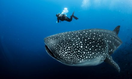 Tiburón Ballena: Un gigante vulnerable que hay que proteger