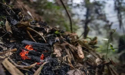 Deforestación en Brasil ha debilitado el 23% de la Amazonía