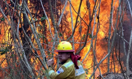 Incendios forestales devastaron 9,8 millones de hectáreas en Bolivia