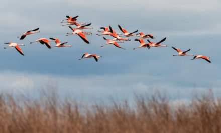 Paso de Portachuelo: El camino de miles de aves migratorias