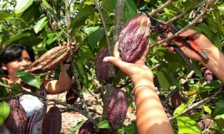 Proyecto de Ley del Cacao impulsa una universidad para el sector