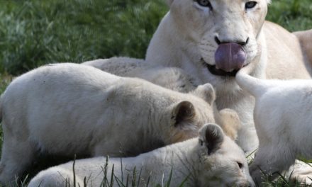 Leones blancos del Zoológico Las Delicias cumplen un año de su nacimiento