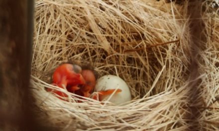 Nacieron pichones de Cardenalito: un hito importante para la conservación de la fauna en Venezuela