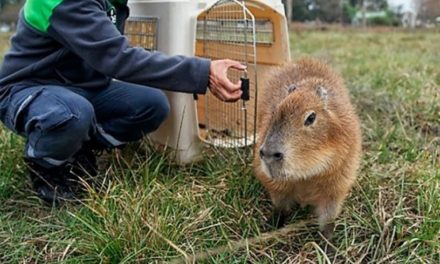 Zoológico Las Delicias liberó especies en el Henri Pittier