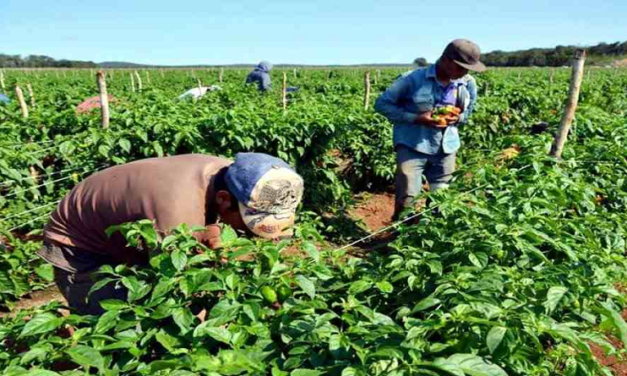 Promueven actualización de registro de campesinos y productores