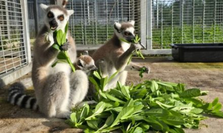 Repatrian a Madagascar a casi 1000 animales en peligro de extinción