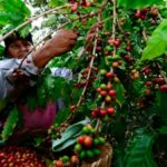 Guatemala producirá 4,1 millones de quintales de café