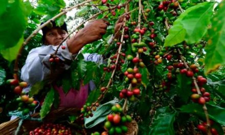 Guatemala producirá 4,1 millones de quintales de café