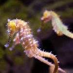 Liberan 900 caballitos de mar en Parque Nacional San Esteban