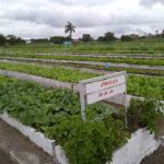 Conmemoran en Cuba Día del trabajador de la agricultura urbana