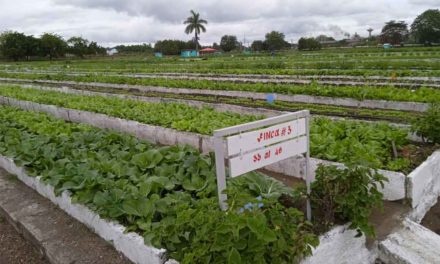 Conmemoran en Cuba Día del trabajador de la agricultura urbana