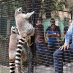 Pareja de Lémures de Madagascar llegaron al Zoológico Las Delicias