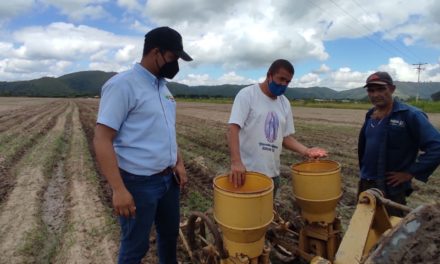 Sehiveca trabaja en la inspección y producción de nuevos cultivares de maíz en Aragua