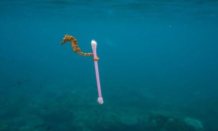ONU: contaminación plástica en mares se triplicará para 2040