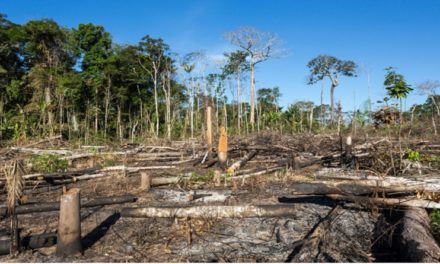 Deforestación en Amazonía brasileña impone récord en febrero