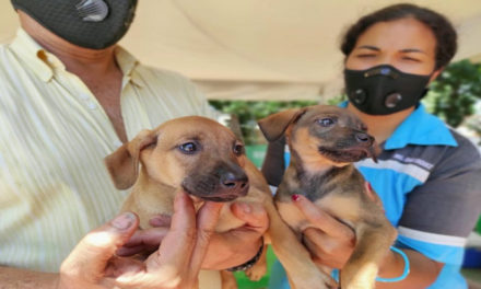Misión Nevado sigue atendiendo mascotas en el estado Aragua