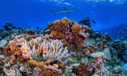 Unesco anuncia plan de emergencia para proteger arrecifes coralinos