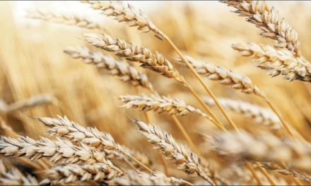 India busca aumentar sus exportaciones de trigo para cubrir déficit global