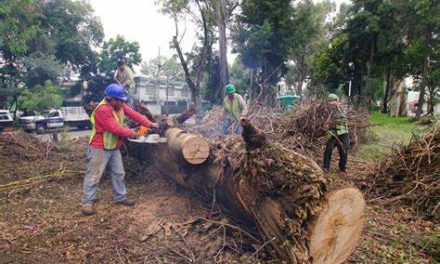 Ministerio de Ecosocialismo despliega campaña contra tala de árboles