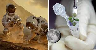 Científicos lograron cultivar plantas en muestras de tierra de la Luna