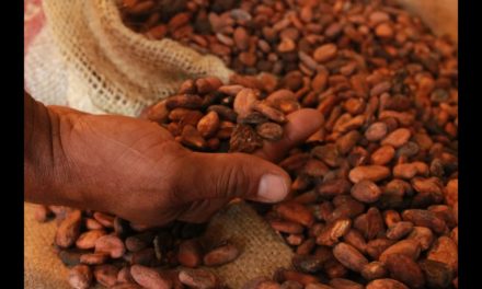 Expoferia Cacao y Ron será una oportunidad para el crecimiento productivo