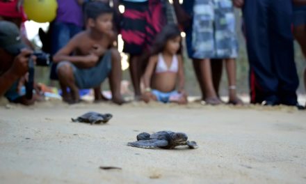 #EnFotos || Tortugas marinas en Choroní