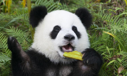 Captan imágenes de panda gigante salvaje en Sichuan