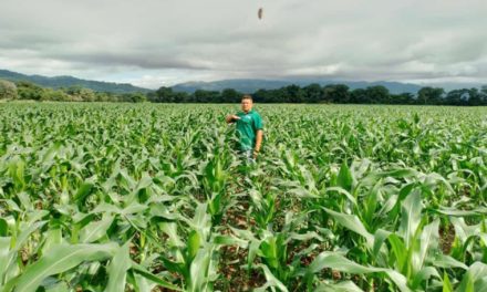 AGROFANB suma 4.500 hectáreas de maíz blanco y amarillo a la producción nacional