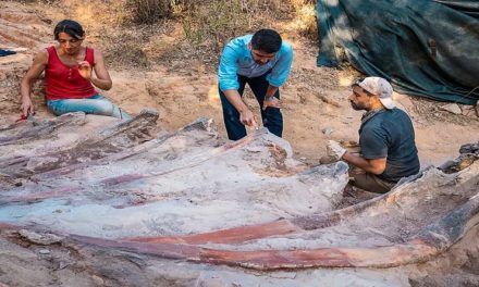 Hallan en Portugal un enorme dinosaurio del periodo Jurásico