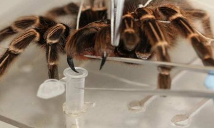 Investigadores obtienen toxinas benignas del veneno de una araña