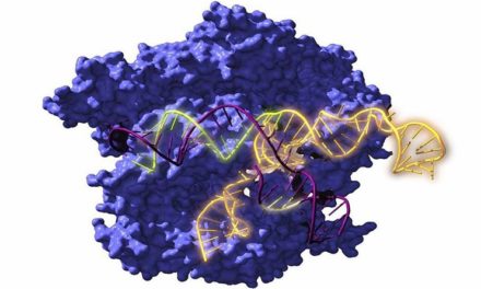 Reconstruyen ancestros de las tijeras genéticas CRISPR de hace 2.600 millones de años