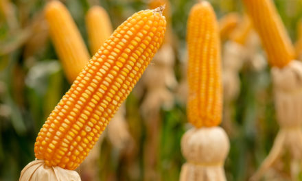 Según científicos el maíz transgénico sí es dañino para la salud humana